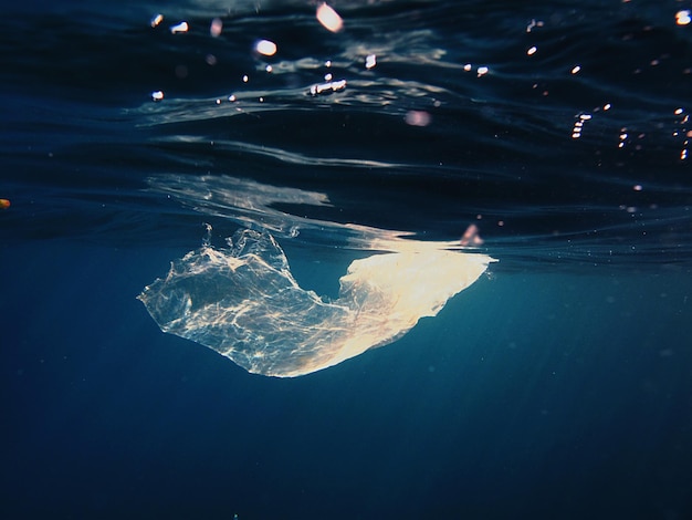 Photo vue de méduses nageant dans la mer