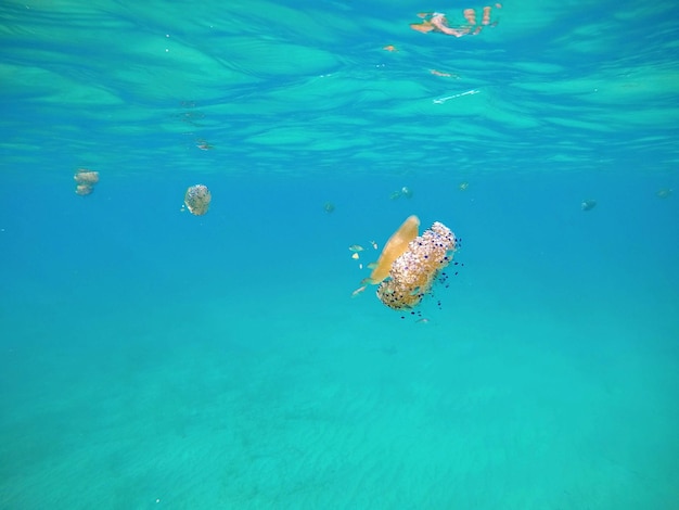 Vue de méduses nageant dans la mer.