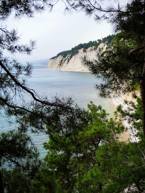 Vue de la mer et de la falaise à travers les branches de pin