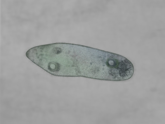 Vue microscopique d&#39;un Paramecium