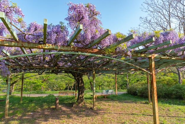 Vue sur le mont Buko ou Bukozan avec une belle floraison complète d'arbres en fleurs de glycine rose pourpre