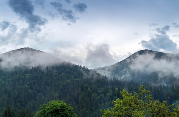 Vue sur la montagne après la pluie avec de la vapeur de forêt de pins Paysage d'été