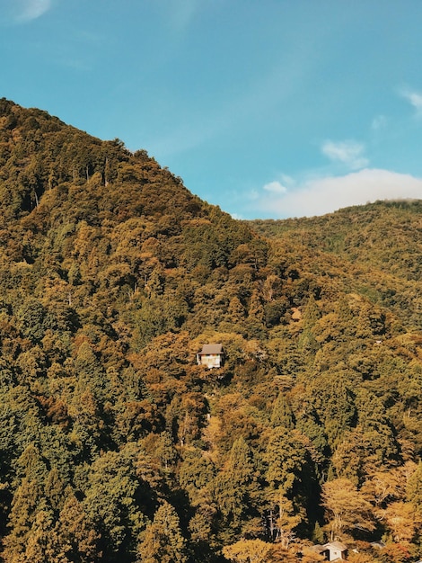 Vue de la montagne d'arbres contre le ciel pendant une journée ensoleillée