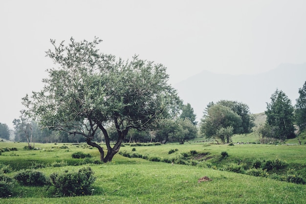 Vue sur la montagne brumeuse verte au beau saule parmi les collines et le bosquet dans le brouillard. Paysage de montagne vintage avec des arbres parmi les végétations dans la brume. Saule dans les montagnes. Paysage brumeux atmosphérique.