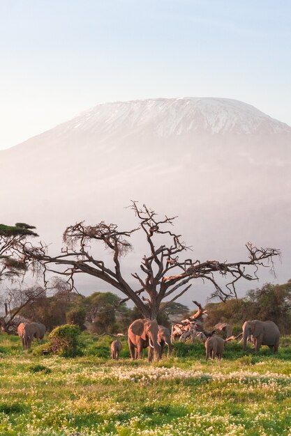 Vue sur la montagne du Kilimandjaro avec des éléphants