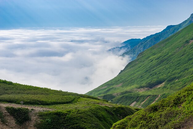 Vue sur la montagne d'été à Foggy Highland et à la forêt de pins