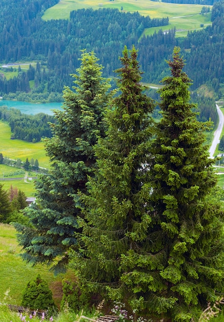 Vue sur la montagne d'été avec trois sapins devant