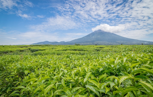 Une vue de la montagne de kerinci de la plantation de thé à kayu aro, Jambi.