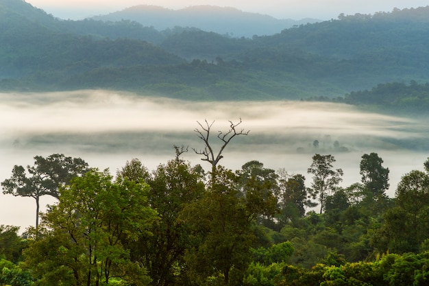 Vue sur la montagne et la magnifique brume du parc national de Phu Langka, Thaïlande