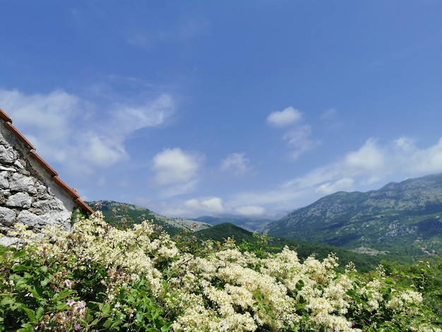 Vue sur les montagnes du matin