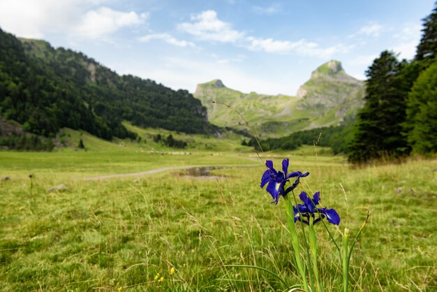 Vue sur les montagnes des Pyrénées françaises avec des fleurs