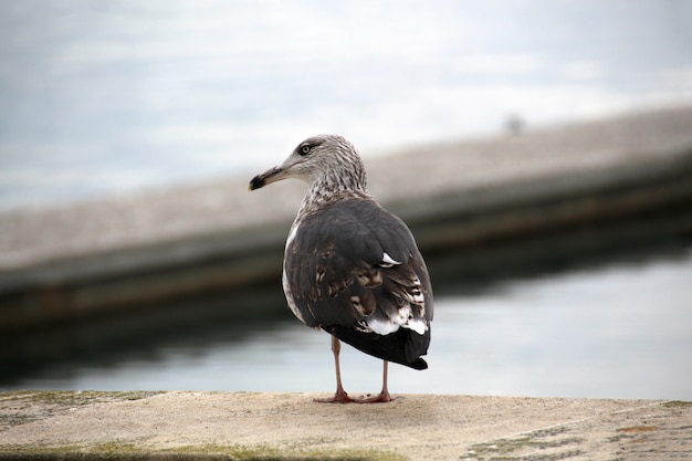 Vue d&#39;une mouette solitaire sur les quais en regardant l&#39;océan.