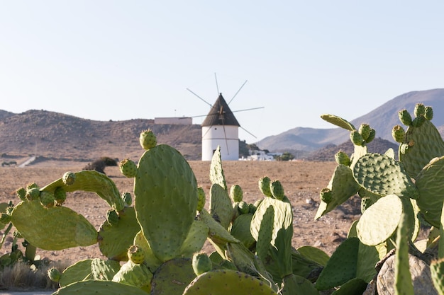 Vue d'un moulin à vent typique Cabo de Gata à partir d'un figuier de barbarie Alemria Espagne