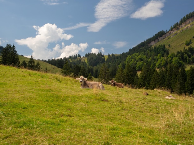 Vue d'un mouton sur un champ