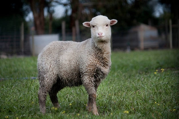 Vue d&#39;un mouton curieux en regardant la caméra.