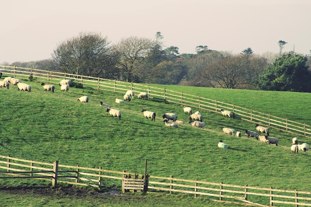 Photo vue des moutons sur un champ herbeux