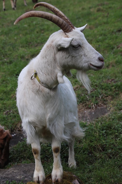 Vue des moutons sur le champ