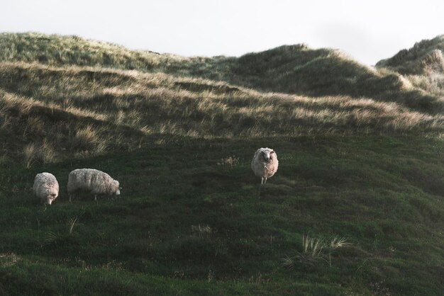 Photo vue des moutons sur le champ