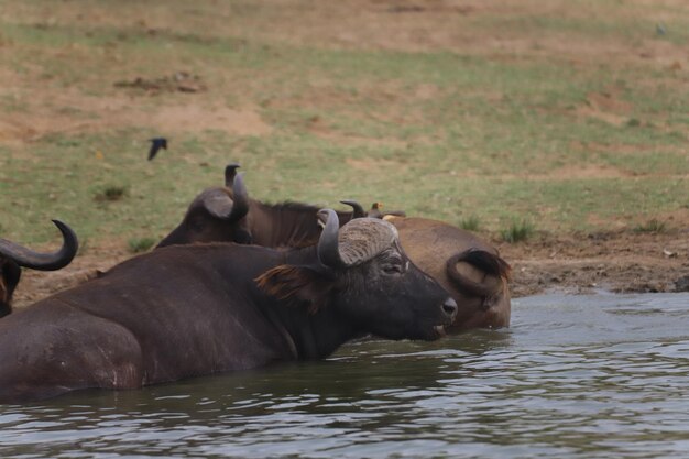 Photo vue des moutons dans l'eau