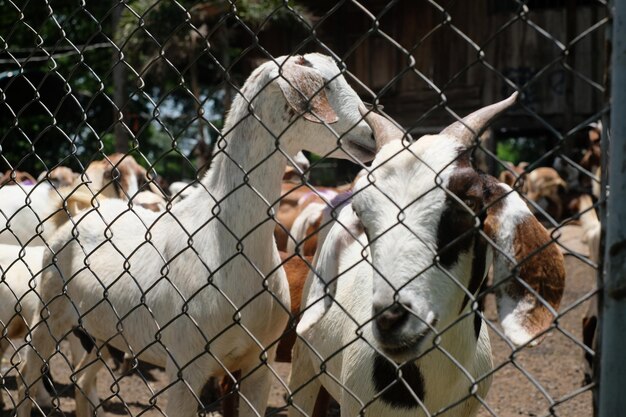 Photo vue des moutons dans le zoo