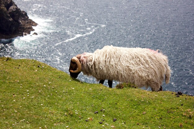 Photo vue des moutons sur la plage