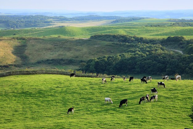 Vue des moutons qui paissent dans le champ