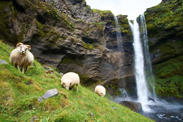 Vue des moutons sur les rochers