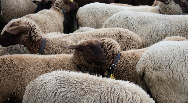 Photo vue des moutons