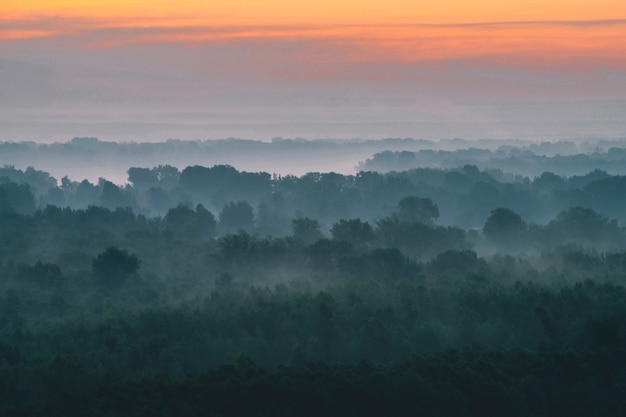 Vue mystique du haut sur la forêt sous la brume tôt le matin.