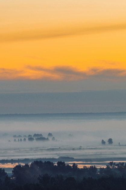 Vue mystique sur la forêt sous la brume au petit matin. Brume parmi les silhouettes d'arbres sous le ciel avant l'aube.