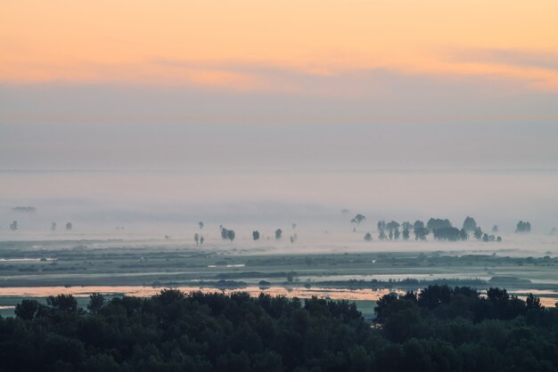 Vue mystique sur la forêt sous la brume au petit matin