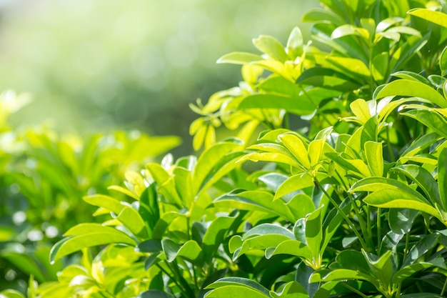 Vue de la nature de l&#39;abstrait feuille verte dans le jardin