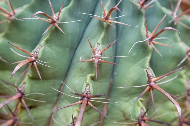 Vue d'une nature dangereuse d'épines de cactus