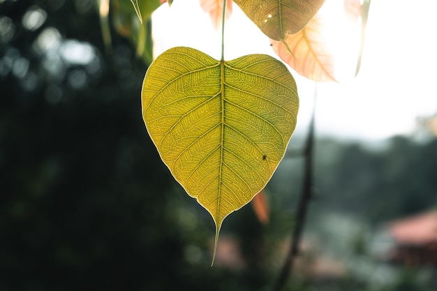 Vue sur la nature en gros plan de fond de feuille verte, fond d'écran sombre