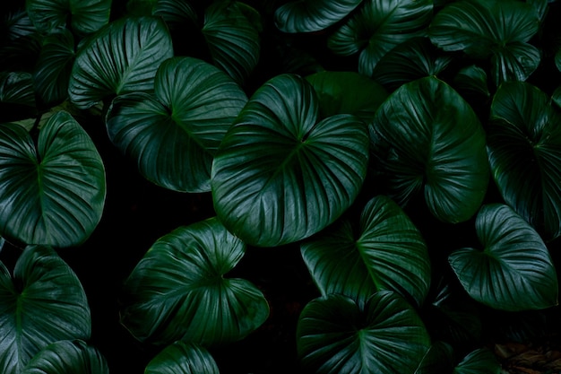 Vue sur la nature gros plan de fond de feuilles tropicales