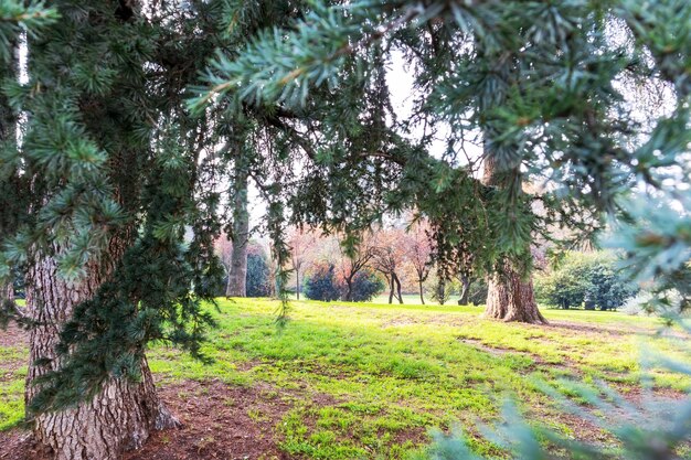 vue sur la nature avec de l'herbe verte quelques arbres et une colline de sable entre eux