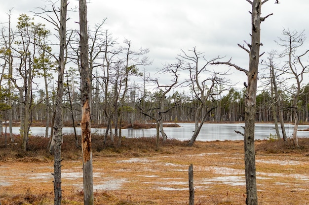 Vue sur la nature d'un marais avec un lac de marais bleuâtre et des arbres balayés par le vent le long du bord du lac