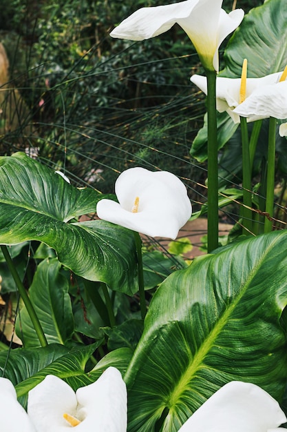 Vue sur la nature sauvage de la feuille verte et de la fleur de calla blanche avec goutte de pluie et fond de palmier Concept minimal sombre feuillage tropical plante à feuilles persistantes Botanique de serre