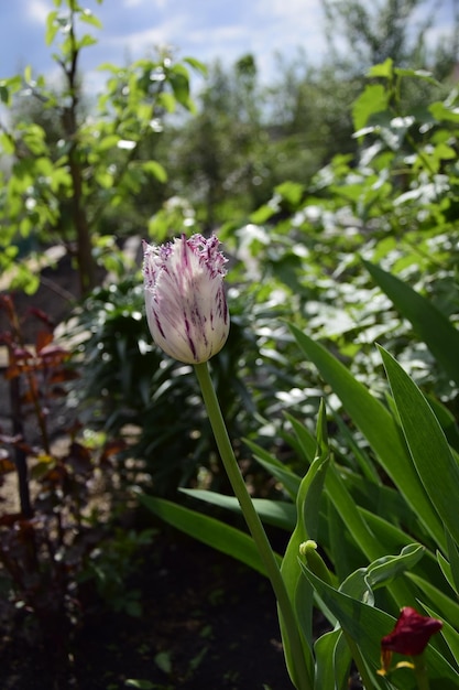 Vue naturelle des fleurs de tulipes fleurissent dans le jardin avec de l'herbe verte au printemps du matin