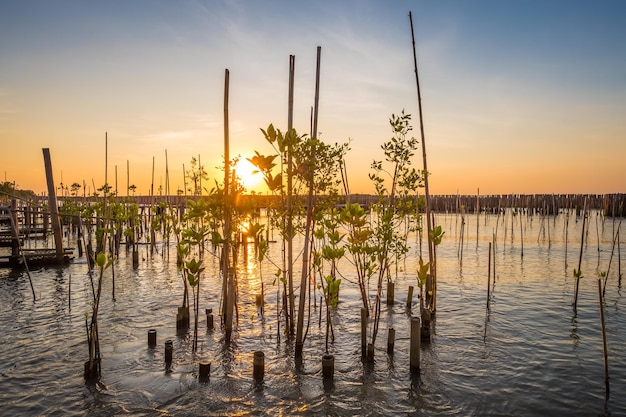 Vue naturelle de lever de soleil de mer de forêt de palétuvier et de petit pont en bois