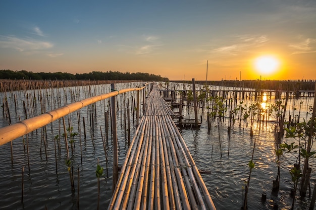 Vue naturelle de lever de soleil de mer de forêt de palétuvier et de petit pont en bois