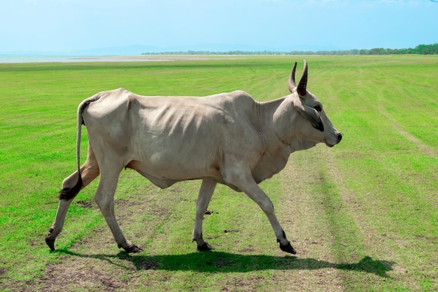 Vue naturelle de vastes champs ciel clair et vache