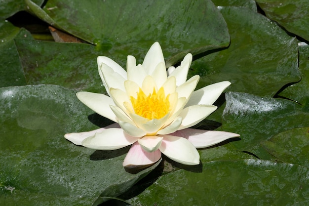 Vue de nénuphar dans un lac