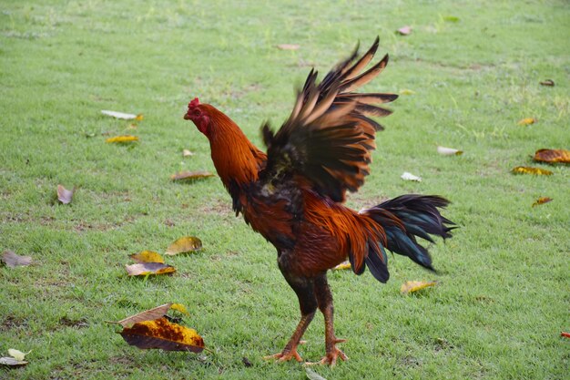 Photo vue d'un oiseau sur le champ