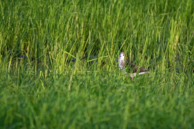 Photo vue d'un oiseau sur le champ