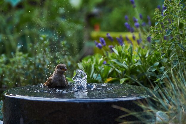 Photo vue d'un oiseau dans l'eau