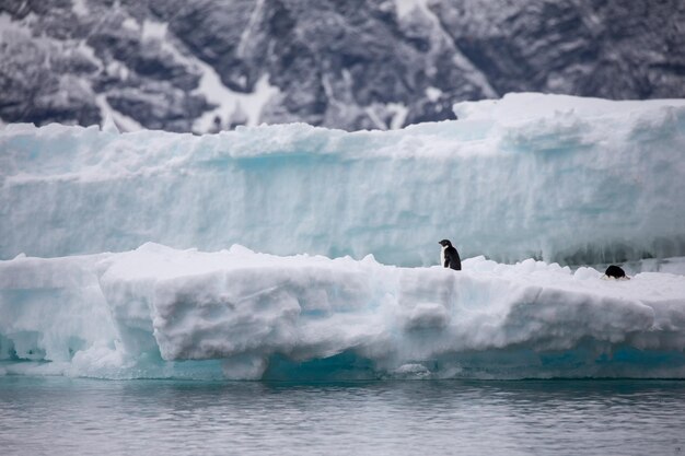 Photo vue d'un oiseau dans la mer