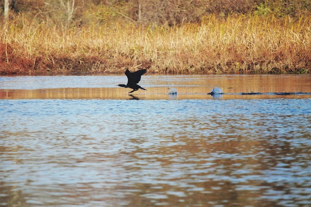 Photo vue d'un oiseau dans le ruisseau