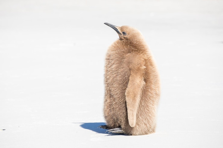 Photo vue d'un oiseau sur la neige