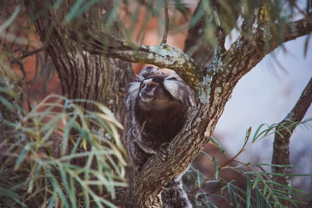 Photo vue d'un oiseau perché sur un arbre